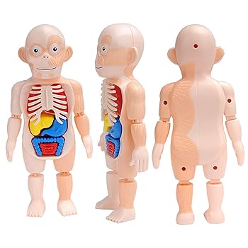 人体模型　解剖 Amazon.co.jp: 人間の内臓モデル 人体模型 人体解剖 立体パズル