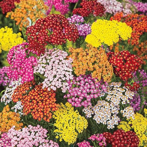 1500 Pcs Yarrow Seeds Perennial - Drought Tolerant Hardy Flower Seeds, Long Blooming Period, Perfect for Garden Borders & Pollinator Gardens​