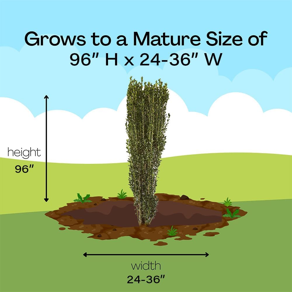 Holly 1 Gal. Sky Pencil Holly (Ilex) Shrub