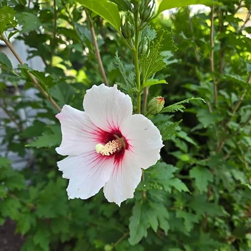 Miniatura 4 de Planta viva de rosa blanca de Sharon, plantas de hibisco Althea de 6 a 12 pulgadas de alto en maceta de cuarto de galón, planta de hibisco