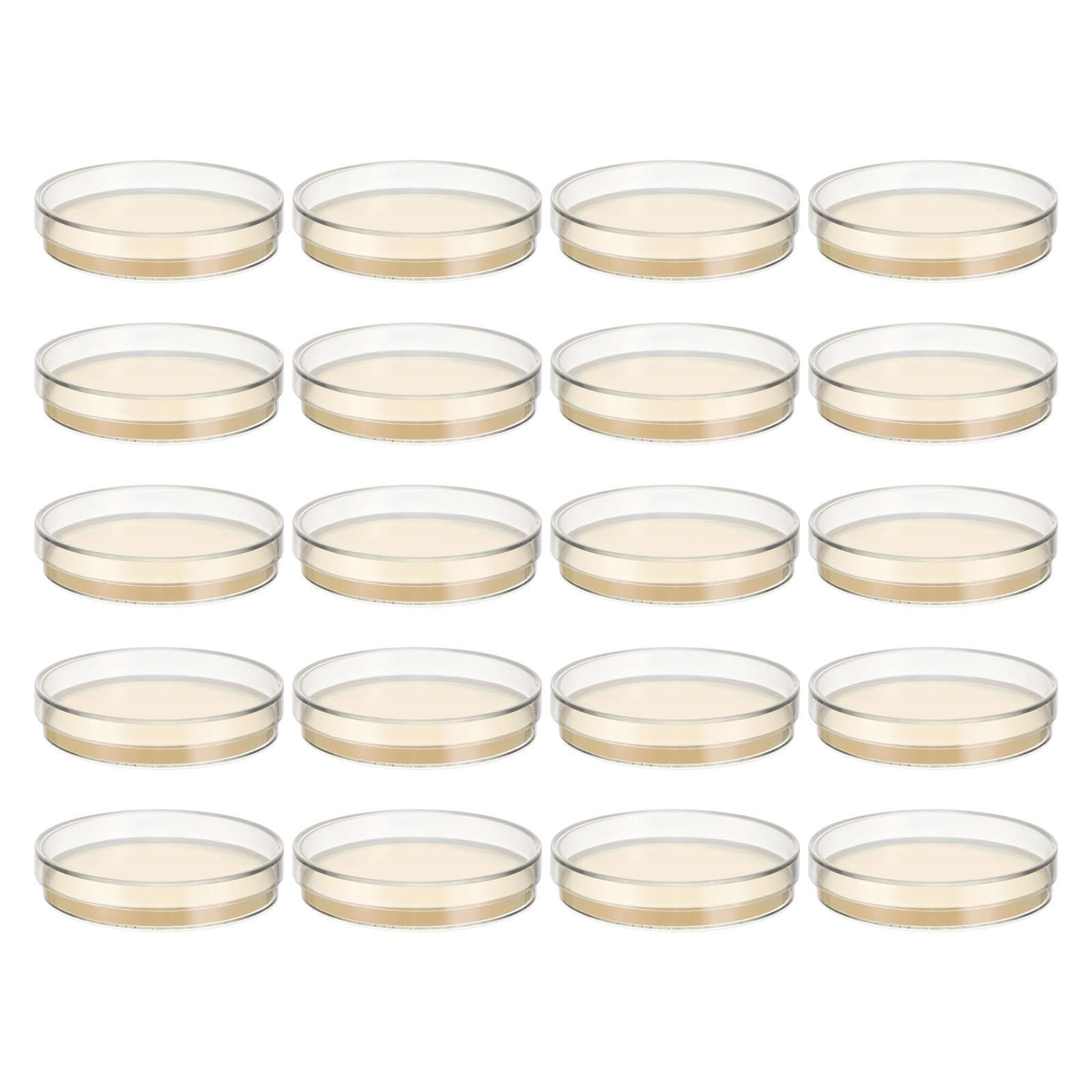 30 Stück Nähragarplatten 7 CM aus Agar für Mykologie und Mikrobiologie portabel für wissenschaftliche Anwendungen