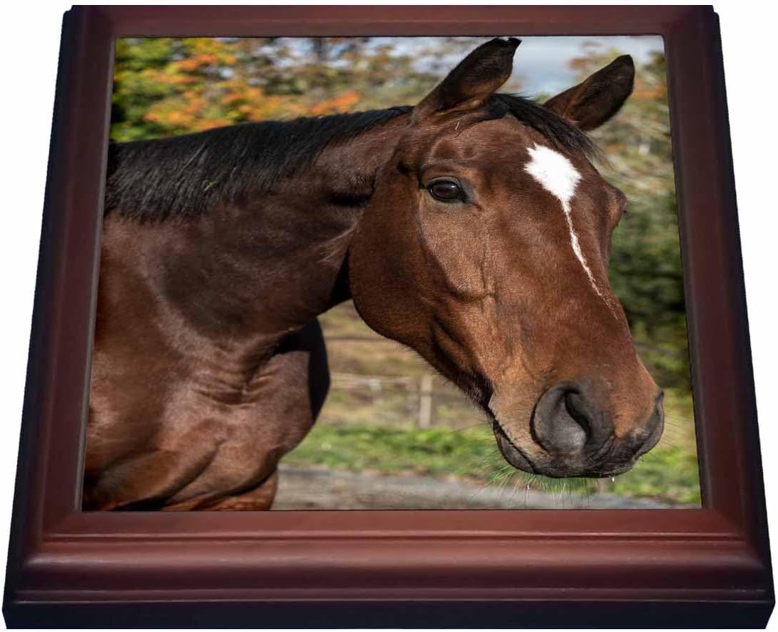 3dRose Trivet with Tile Brown Horse - 8 by 8" (trv_269613_1)
