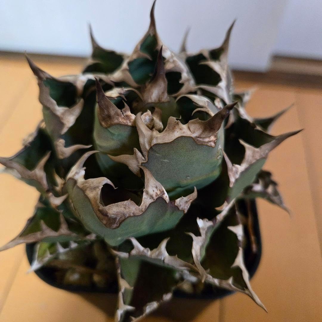 アガベ チタノタ 姫厳龍 台湾産 選抜株 アガベ チタノタ 姫厳龍 台湾産