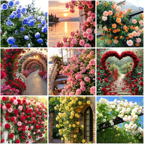 Mixrug 1005+ Mixed Hybrid Rambling Rose Seeds for Planting Outdoors-Rare