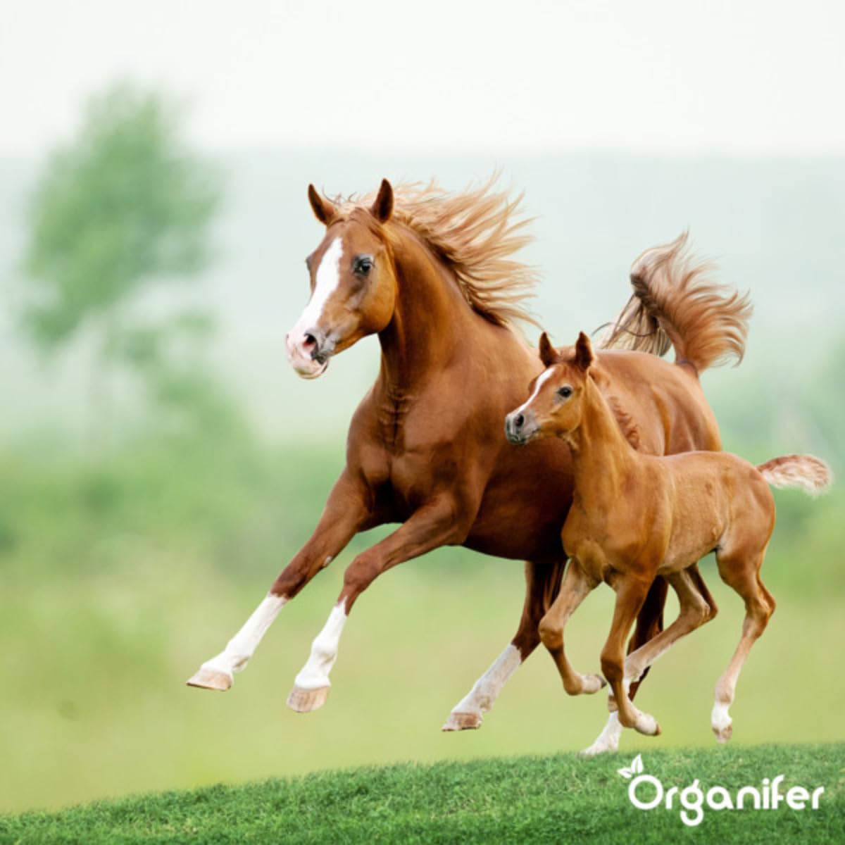Wiesengras-Samenwiese - Speziell Für Pferde Und Kleinvieh - 5kg = 1000m2 | Grassamen-Wiese - Grassamen-Wiesenmischung - Schafgras - Wiesengras-Samen - Pferdegras-Samen - Organifer