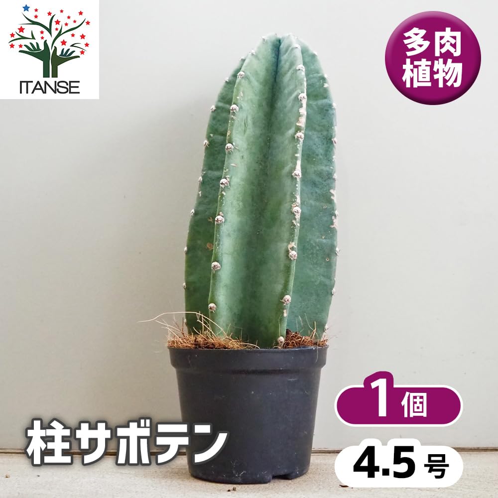 Amazon.co.jp: ITANSE 柱サボテン 鬼面閣 4.5号 1個売り 多肉