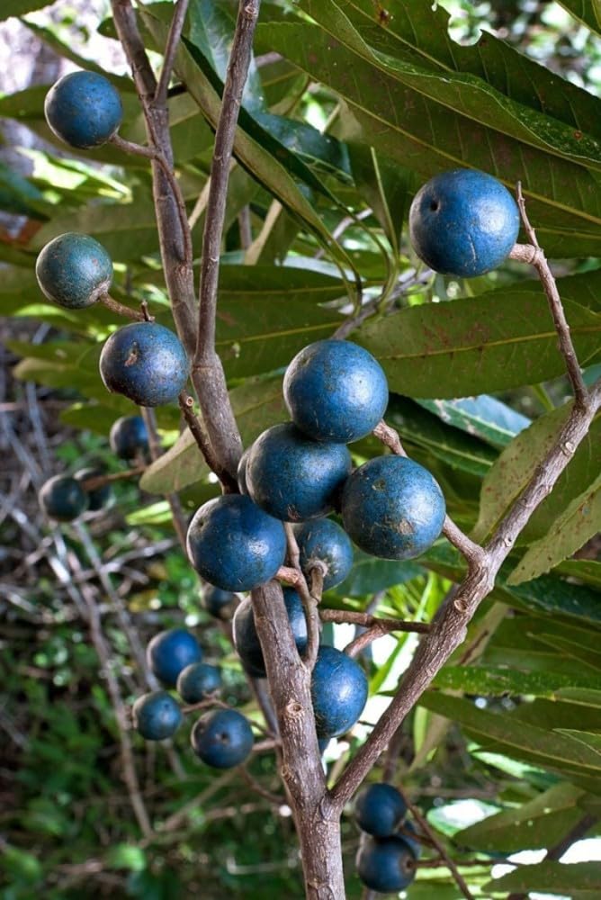 Rare Nepal Variety Rudraksha Live Plant, Elaeocarpus ganitrus Aakkam "Original Variety" (B0CN5KJLC8) Amazon Price History, Amazon Price Tracker