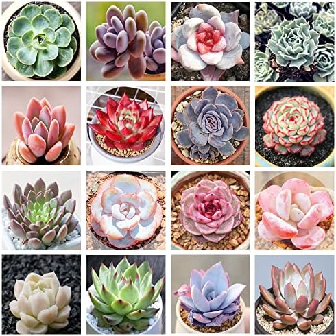 800+ Mix Succulent Seeds Rare Perennial DIY Bonsai Ornamental Plant Succulent Seeds for Planting Indoor and Outdoor