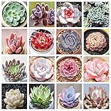 800+ Mix Succulent Seeds Rare Perennial DIY Bonsai Ornamental Plant Succulent Seeds for Planting Indoor and Outdoor