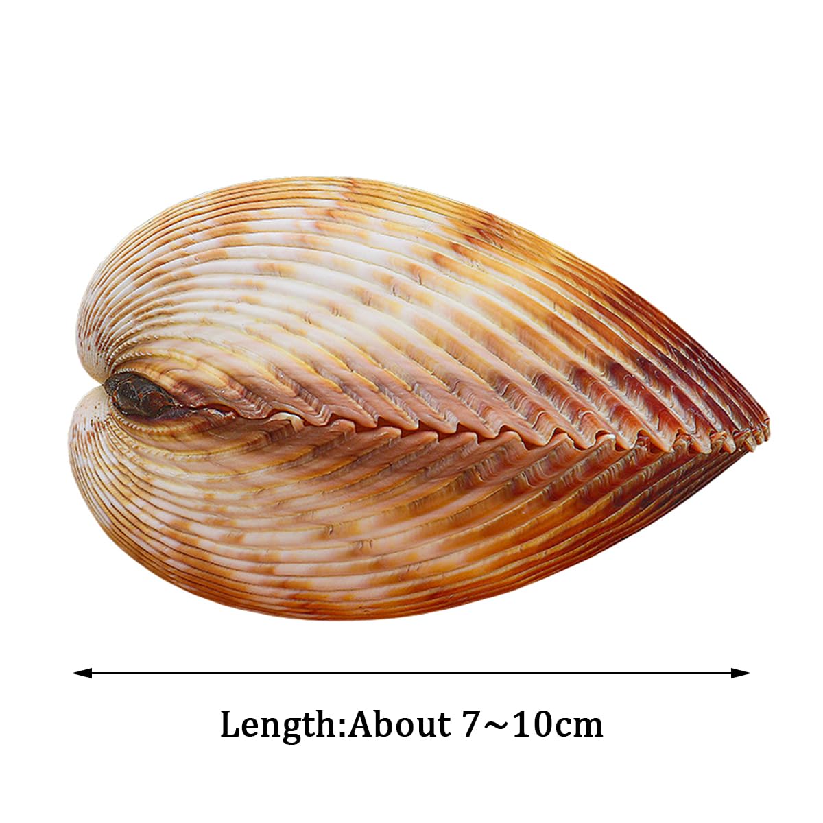 Muscheln, Große Muschelschalen zur Dekoration, natürliches, seltenes Meer, 7–10 cm, for Themenpartys, Heimdekorationen, Aquarien(9~10cm)
