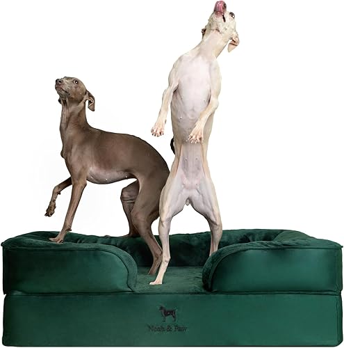 NOAH & PAW Cama grande para perro, 35 x 25 x 11 pulgadas, camas ortopédicas para perros, espuma viscoelástica con cáscara de huevo con gel
