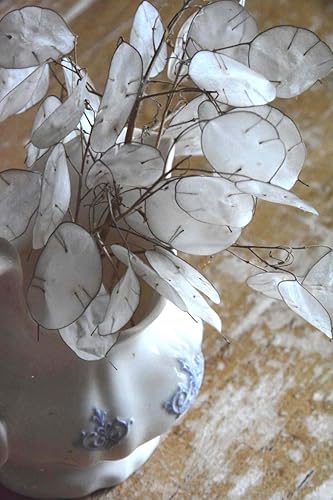 Miniatura 2 de TomorrowSeeds - Semillas de plantas de dinero - Paquete de más de 50 unidades - para 2024 sin OMG USA Lunaria Annual Honestidad Planta de dólar de