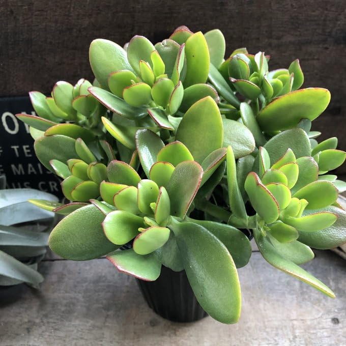 Amazon｜ノーブランド品 金のなる木 5号 花月 多肉植物 観葉植物