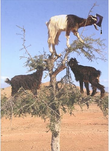 Designer Greetings Tarjeta de felicitación de graduación divertida y humorística de tres cabras marrones y blancas de pie en ramas de árbol
