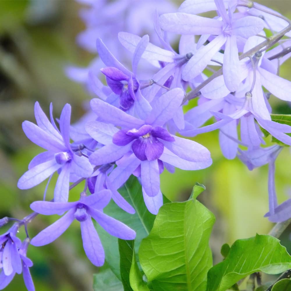 希少大苗♥　ペトレア　ウォルビリス　 サンドペーパーバイン パープルリース 希少大苗♥ ペトレア ウォルビリス サンドペーパーバイン パープル