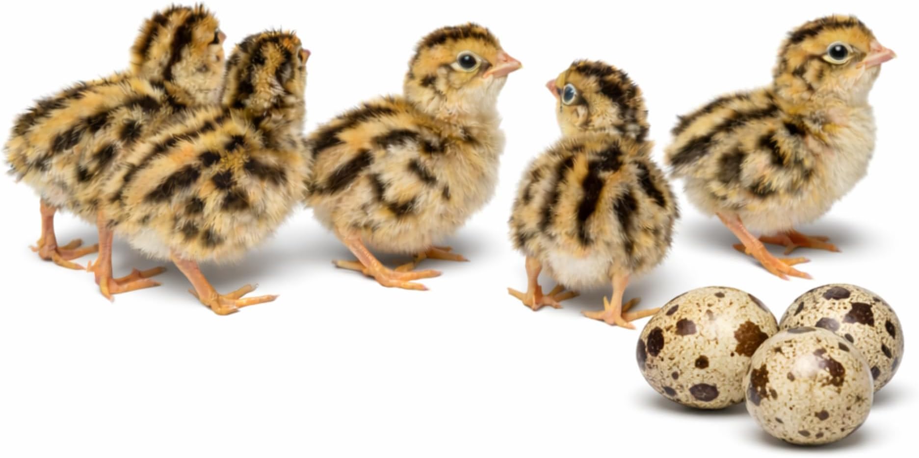 Daily Bread Homestead Coturnix Quail Fertile Hatching Eggs - 100 Ct + Extras