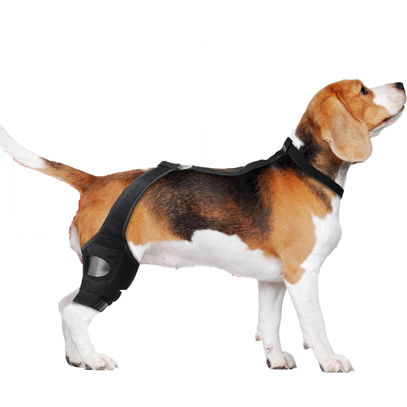 Attelle pour Chien Anti-Glisse Rééducation Patte Arrière avec Sangle
