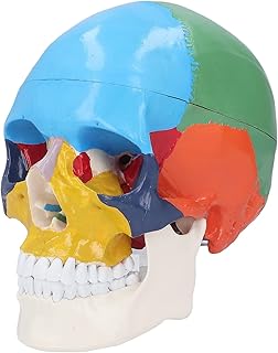 Human Colored Skull Model, 3-Part Anatomical Skull Model, Detachable Mini Human Color Medical Skull Model, Human Skull Model for Medical Student Human Anatomy Study Course