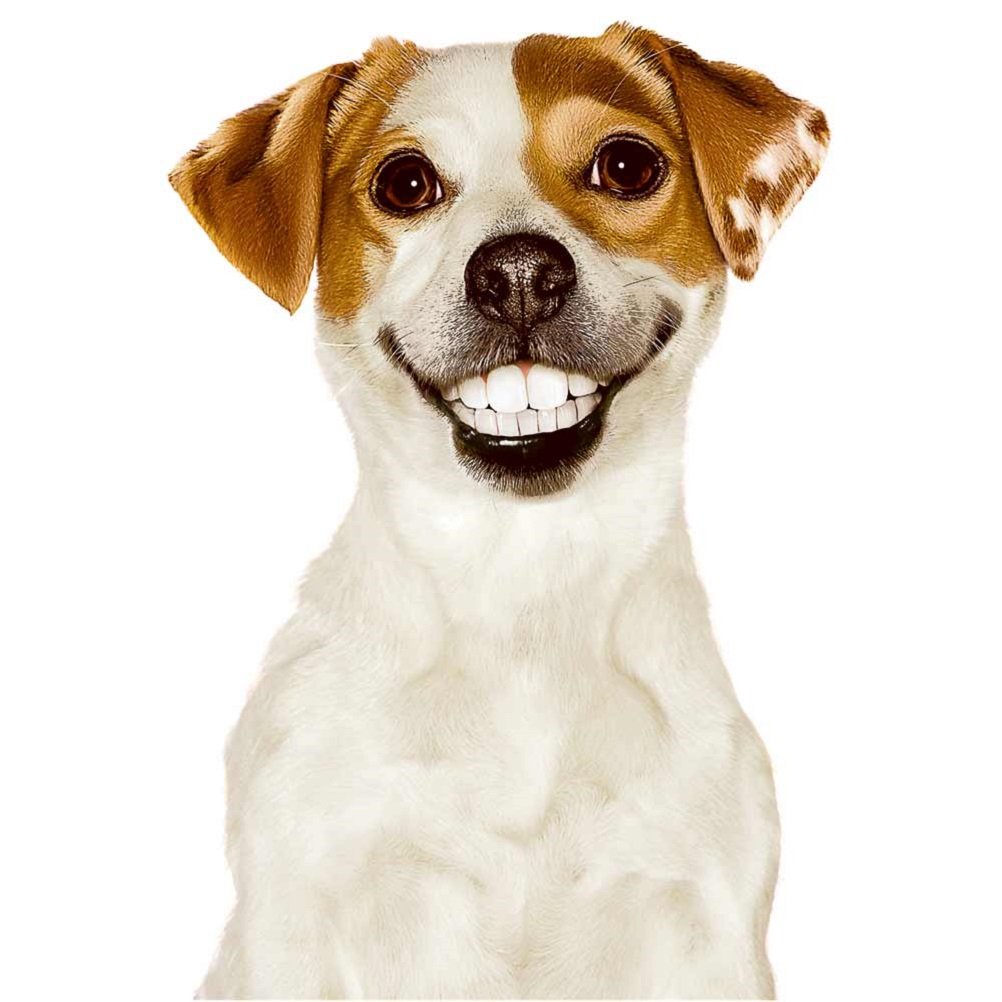 pedigree breath buster dog biscuits