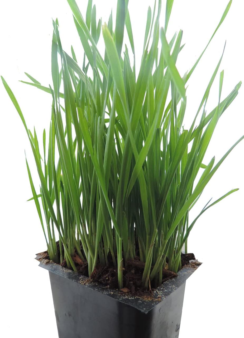 Todd's Seeds Hard Red Wheatgrass - 10 Lb's - Plant & Grow Wheatgrass, Flour, Grain & Bread - Wheatgrass Juice - Sprouting Seeds