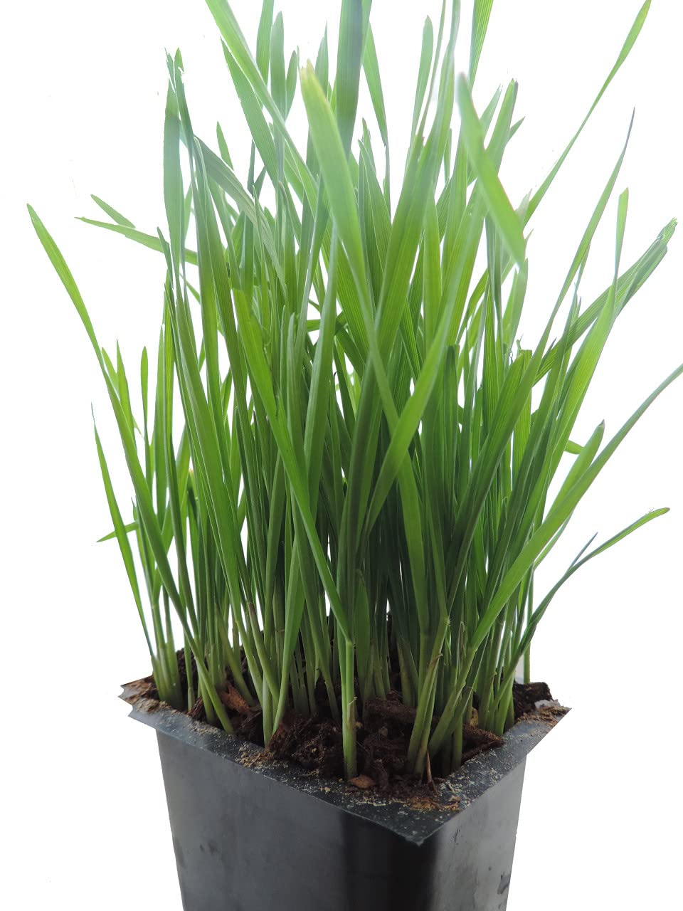 Todd's Seeds - Hard Red Wheatgrass - 5 Lb's - Sprouting Wheat Grass Seeds for Sale - Plant & Grow Wheatgrass, Flour, Grain & Bread - Wheatgrass Juice - Excellent Germination - Sprouting Seeds - Sprouted Wheat