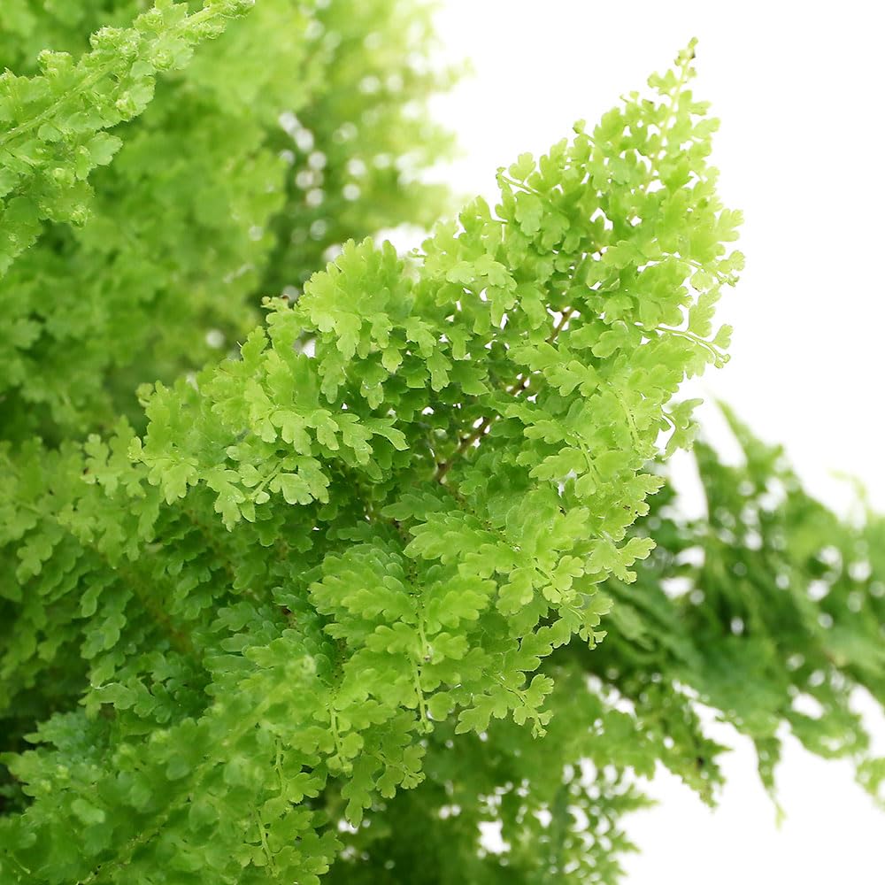 Amazon｜【charm】（観葉植物）シダ ネフロレピス スコッチモス 4号