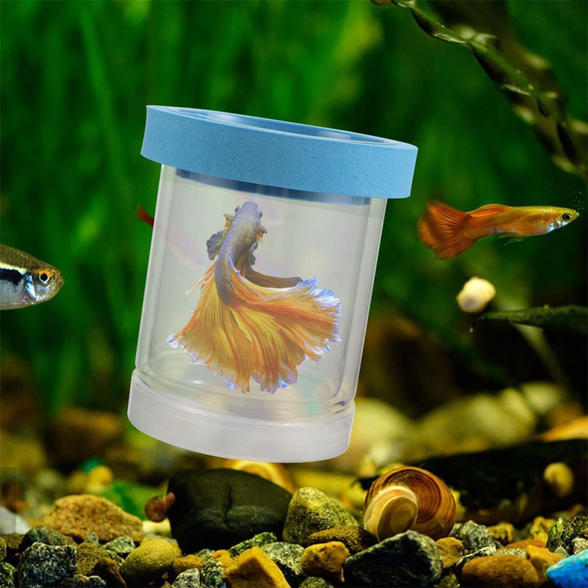 Aquarium Breeding Box and Breeding Environment Providing Independent Hatching Space Plastic Design and Floating Foam Ring, Easy to Clean Fish Tank Incubator for Betta and Fry