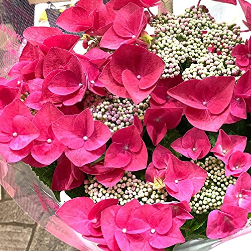 総合福袋 希少紫陽花 7号鉢 開花中 植物 観葉植物 総合福袋 希少紫陽花 7号鉢 開花中 植物 観葉植物