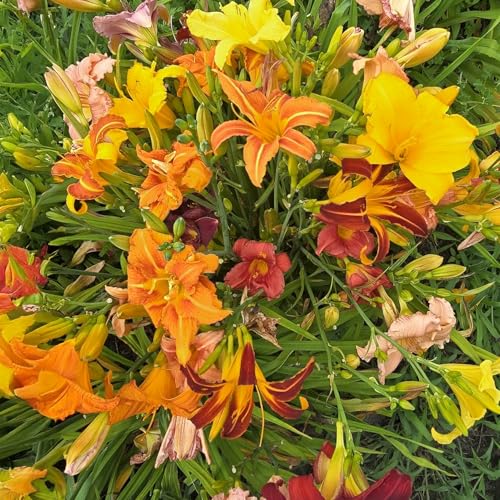 Hybrid Mixed Daylily Bulbs