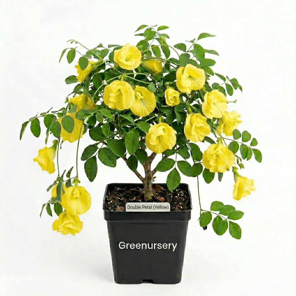 Double Petal Aparajita Plant - Live Butterfly Pea Vine, Asian Pigeonwings Flower Pack of 1 (Yellow)-image-14