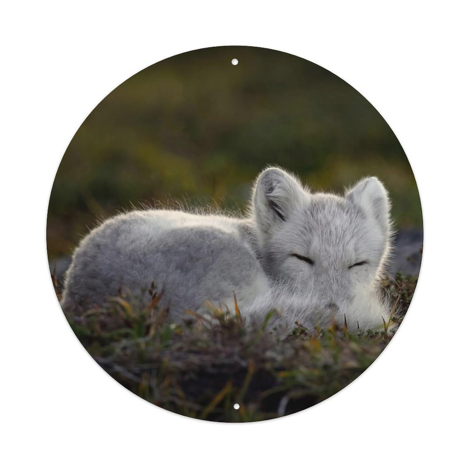 Cwbufd Vintage Style Animal Arctic Fox Baby Sleeping In Tundra Wildlife Habitat Photographic Art Vintage Metal Tin Sign Plaque Wall Decor For Cafe, Club Bar, Office, Garden Metal Poster 8X8inch