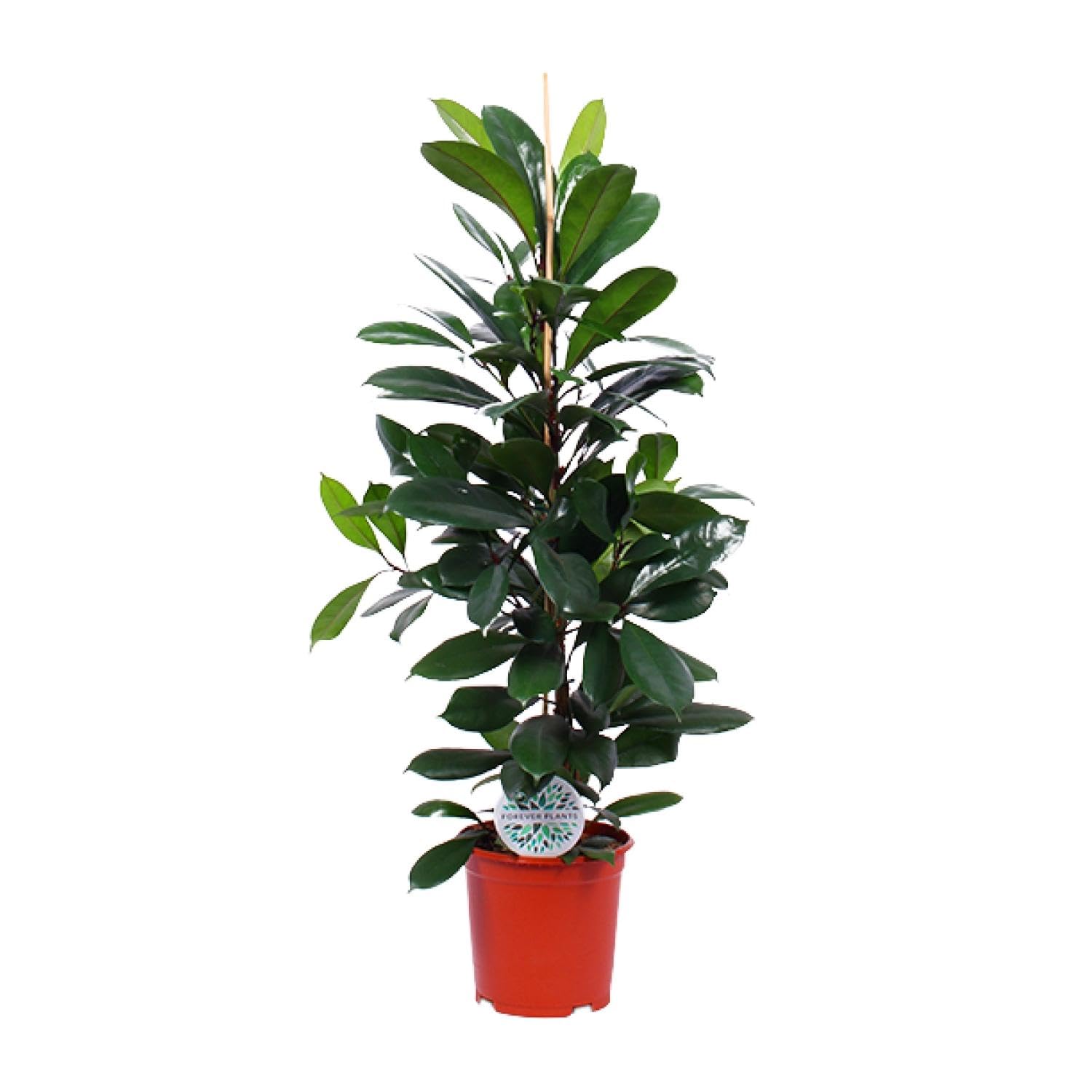 Ficus Cyathistipula Roślina doniczkowa, zielona, doniczka Ø21cm, wysokość 105cm