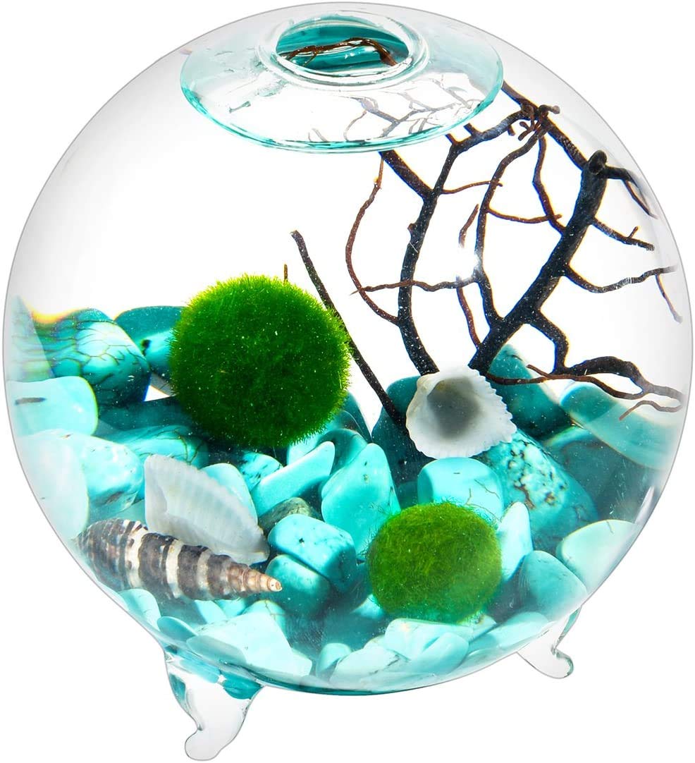 Wasserkugel-Aquarium-Set, Glasvase mit Füßen, lebende Moosbälle und Fächer (6,4 cm x 6,5 cm, Stil I)