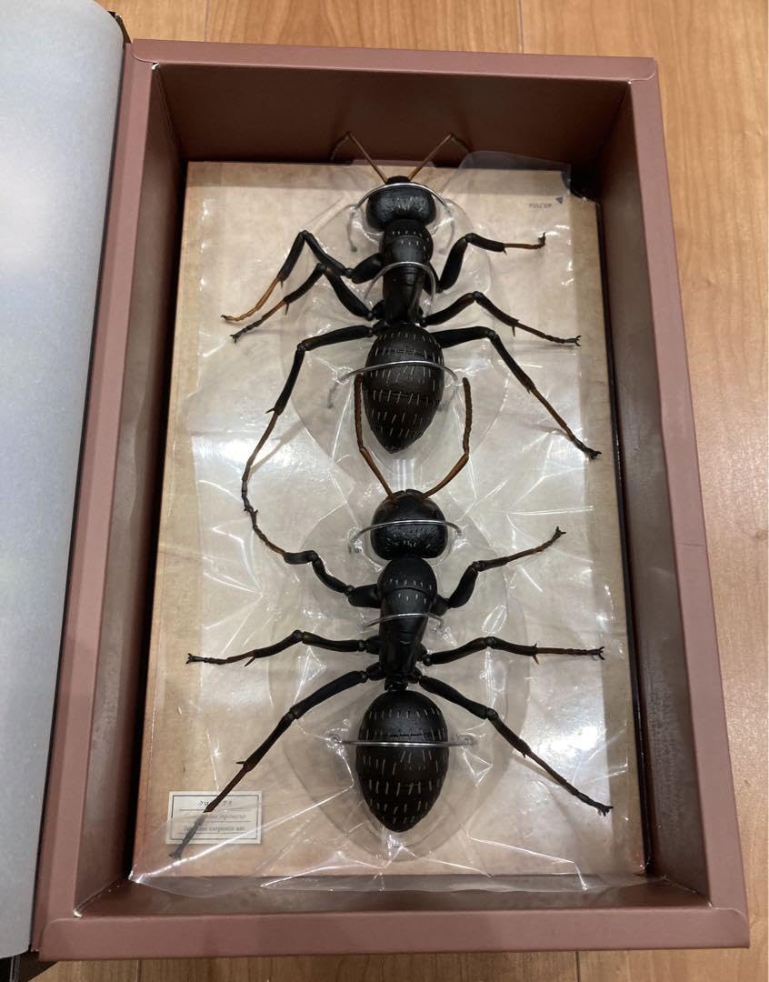 新品　海洋堂 クロオオアリ REVO GEO リボジオ　正規品 51hWruVQ8mL._AC_UF894,