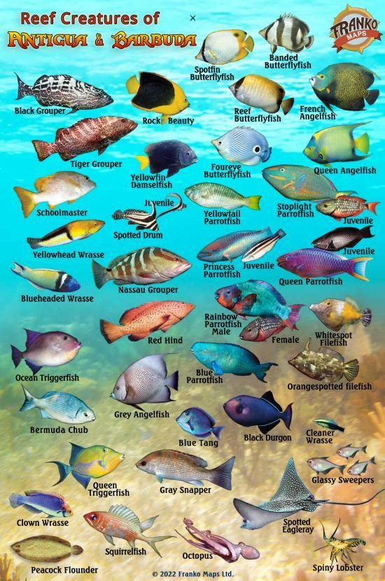 Antigua & Barbuda Reef Creatures Guide Waterproof Fish Card Franko Maps 4" x 6"