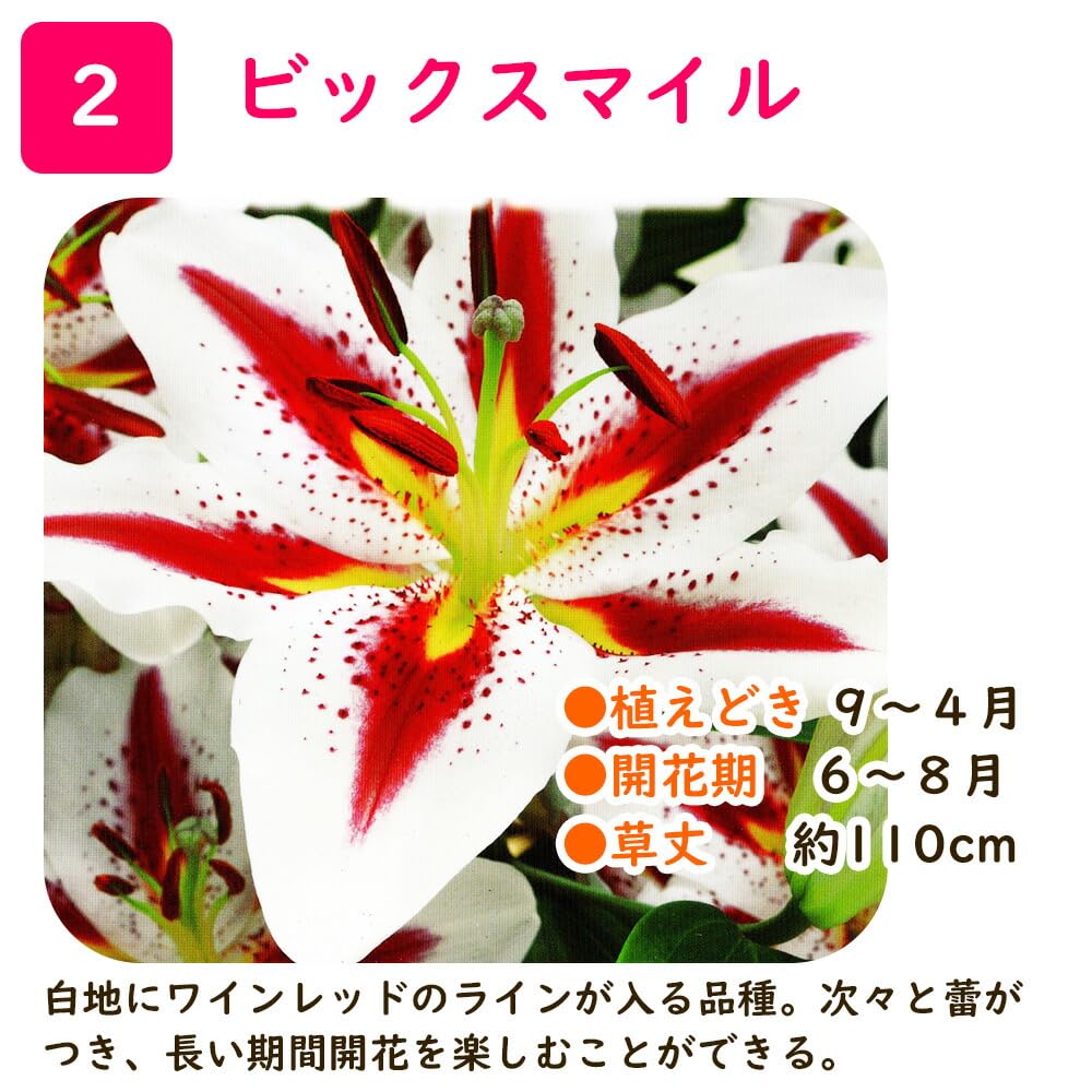 Amazon.co.jp: 「 オリエンタルリリー 球根 【2．ビッグスマイル 】1
