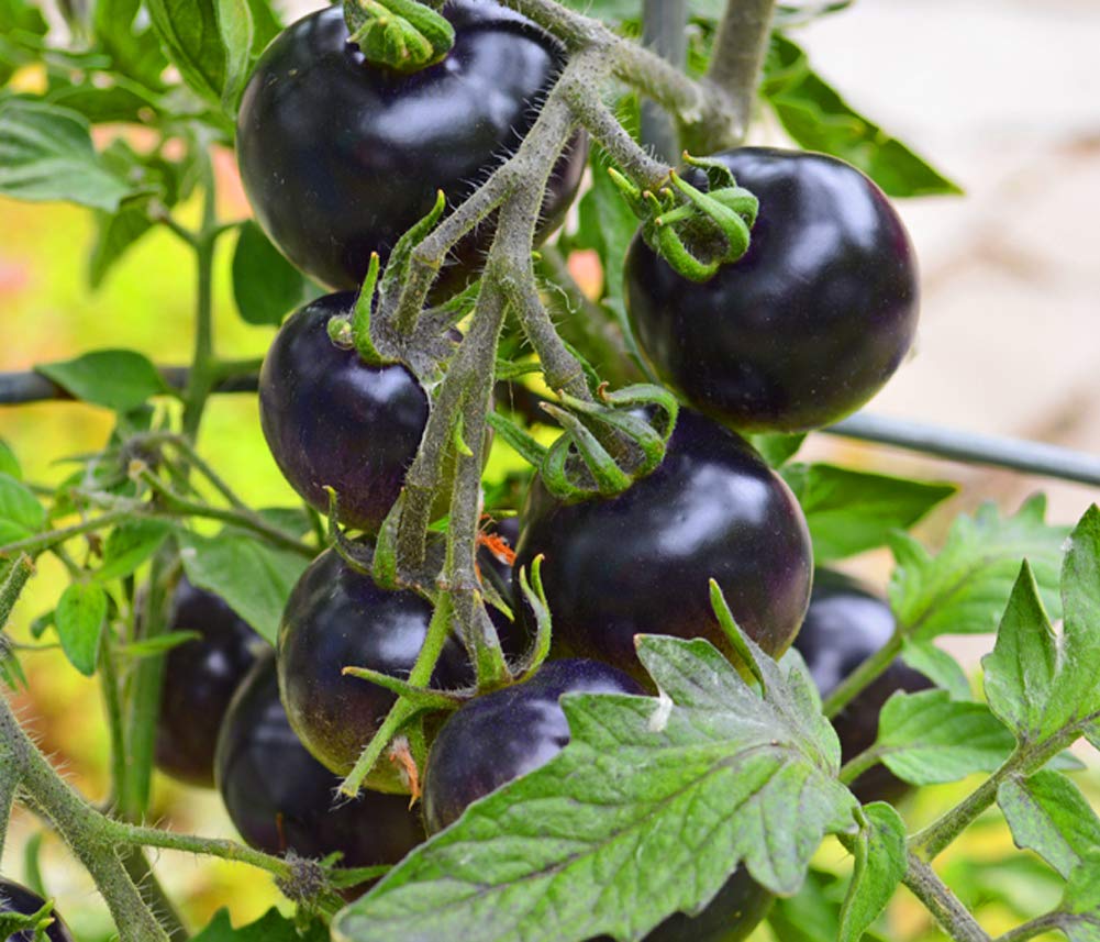 VibeX F1 Hybrid Purple Cherry Tomatoes Seeds -250 Seeds (B0BBGT3Y54) Amazon Price History, Amazon Price Tracker