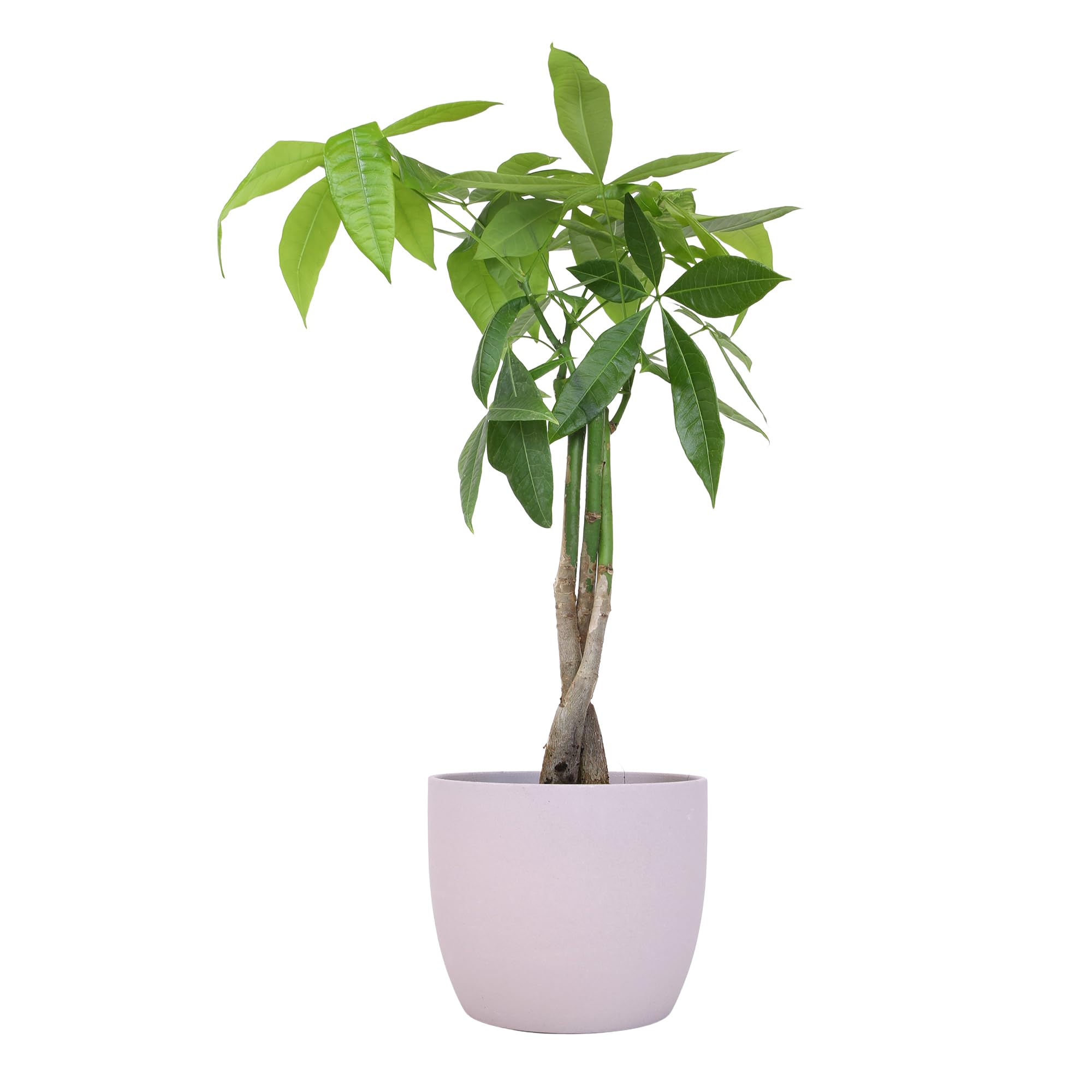Money Tree Plant In 6 Inch Soft Pink Pot - Approx. 1.5 Feet Tall, Pet Friendly, Easy Care Indoor Houseplant
