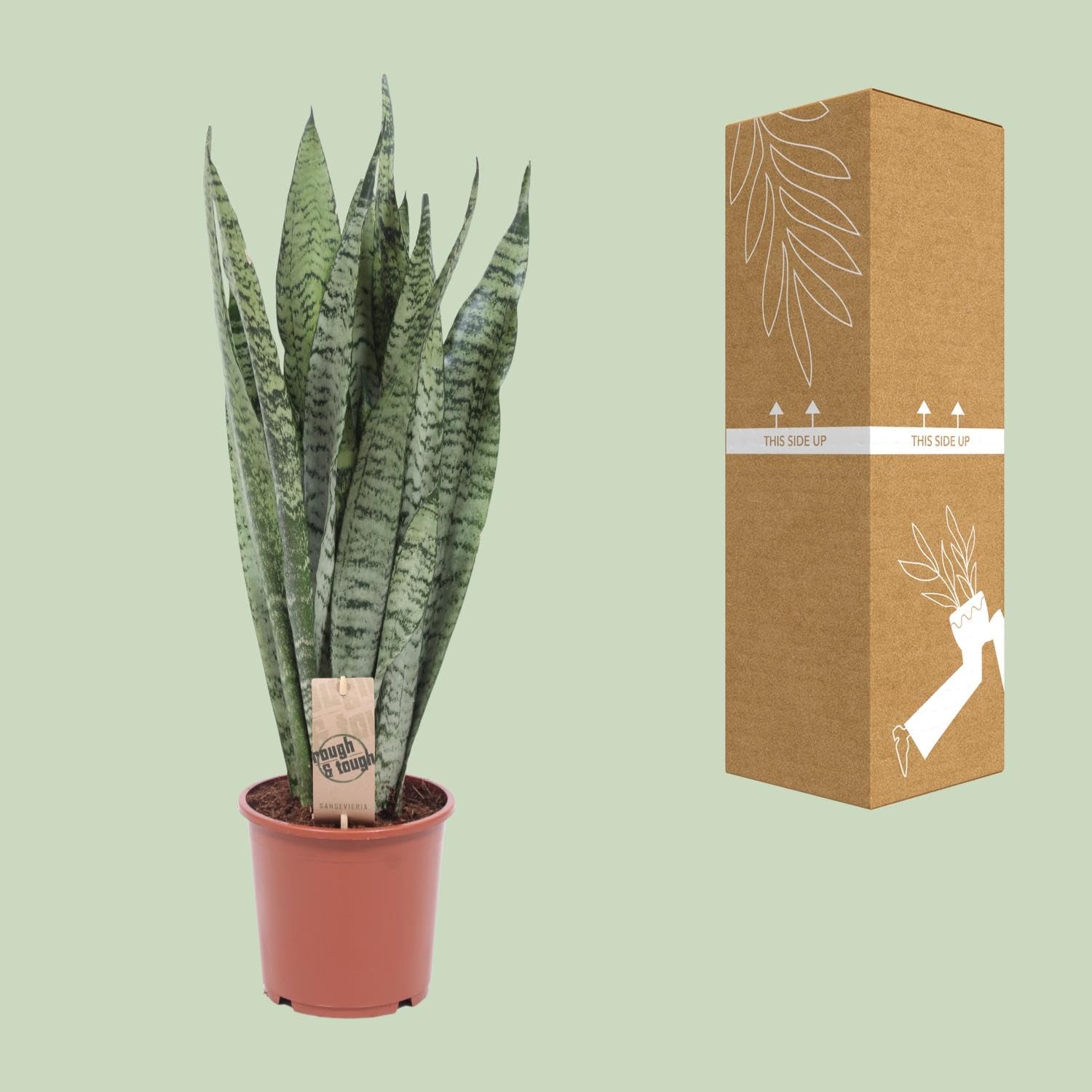 Sansevieria Zeylanica - 50-60cm - Ø17cm - Pianta d'appartamento - Sempreverde - Cactus e piante grasse