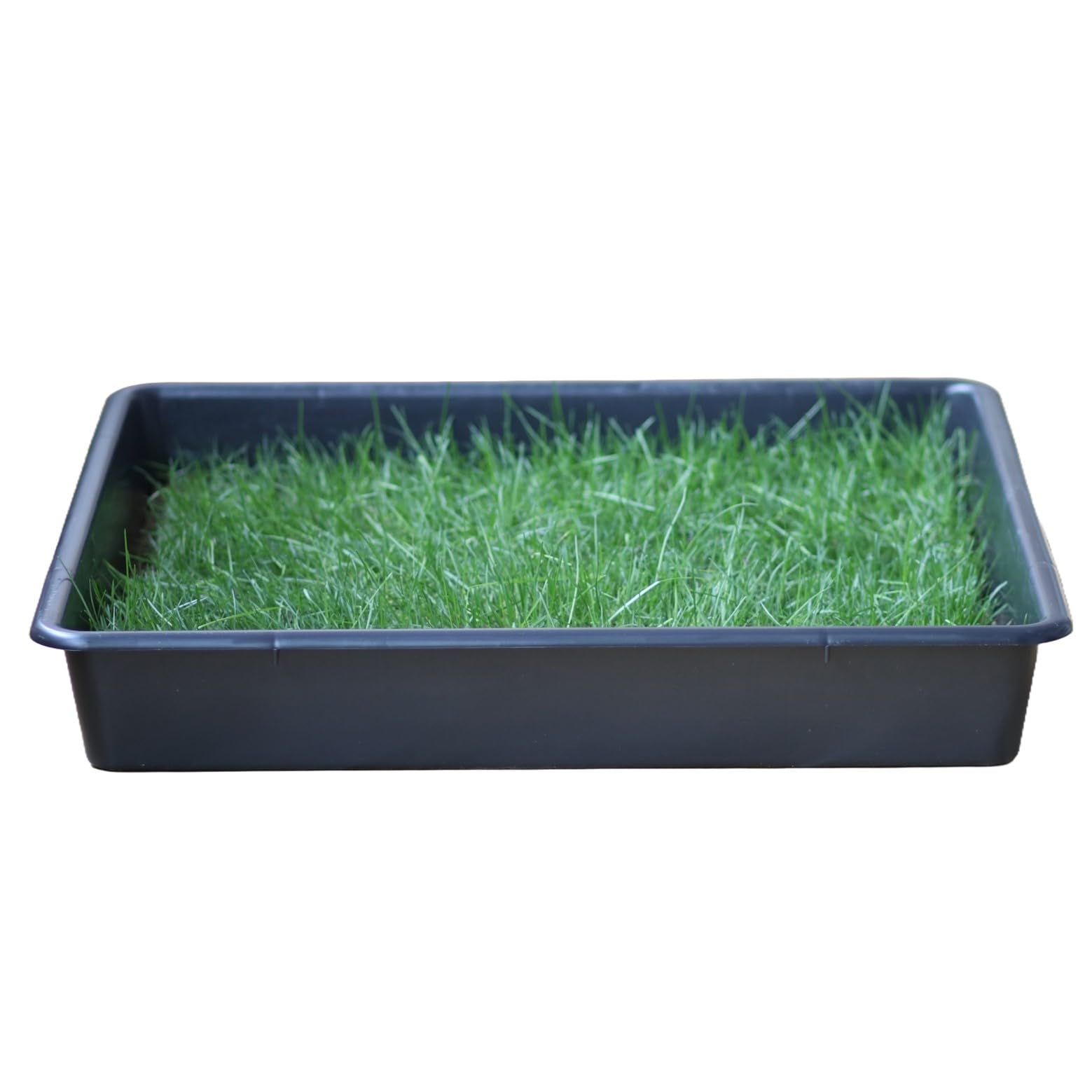 Empapador Ecológico para Perros, Alfombrilla de Césped Natural, Inodoro, Reutilizable, Caja Impermeable, Pack XXL (80cm x 80cm)