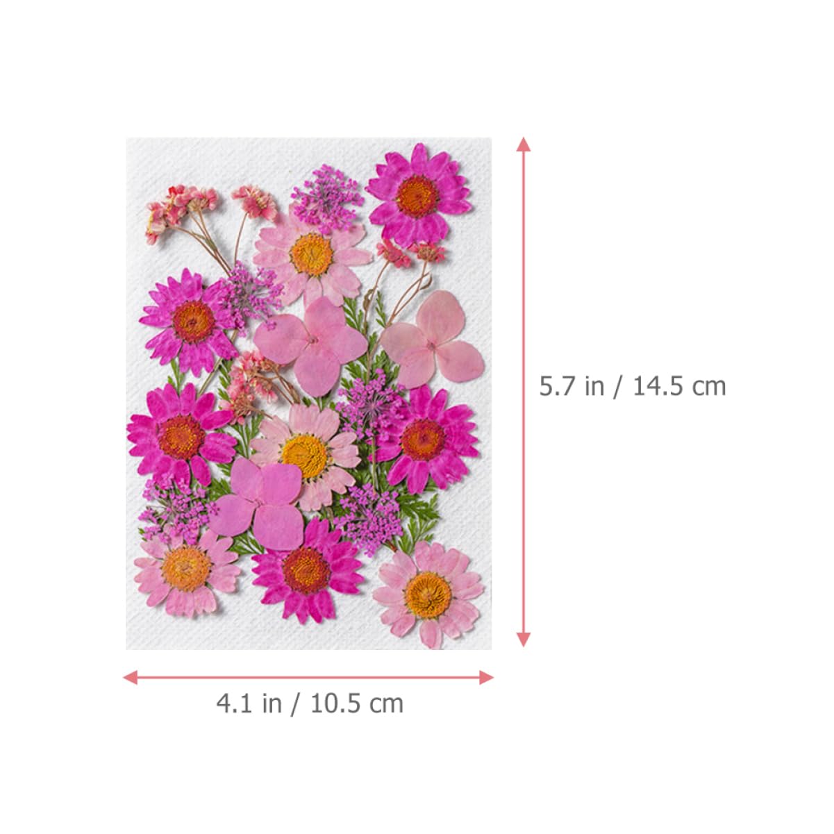 VILLCASE 200pièces Fleurs Séchées Naturelles pour Artisanat Matériaux Décoratifs pour Projets Créatifs Échantillons De Plantes Pressées Accessoires Manuels Décoration Unique Et