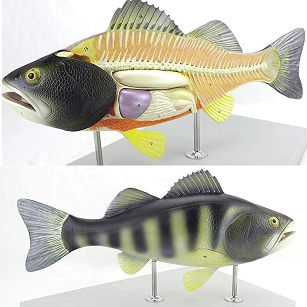 Barschfisch-Anatomiemodell, Fischskelett und inneres Organmodell mit abnehmbaren inneren Organen, anatomisches Fischprobengerät for das Studium im Biologieunterricht.