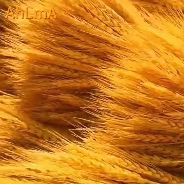 Spighe Di Grano Essiccate 100 Pezzi | 40 Cm Per Bouquet E Decorazioni | Colore Naturale - Foto 7