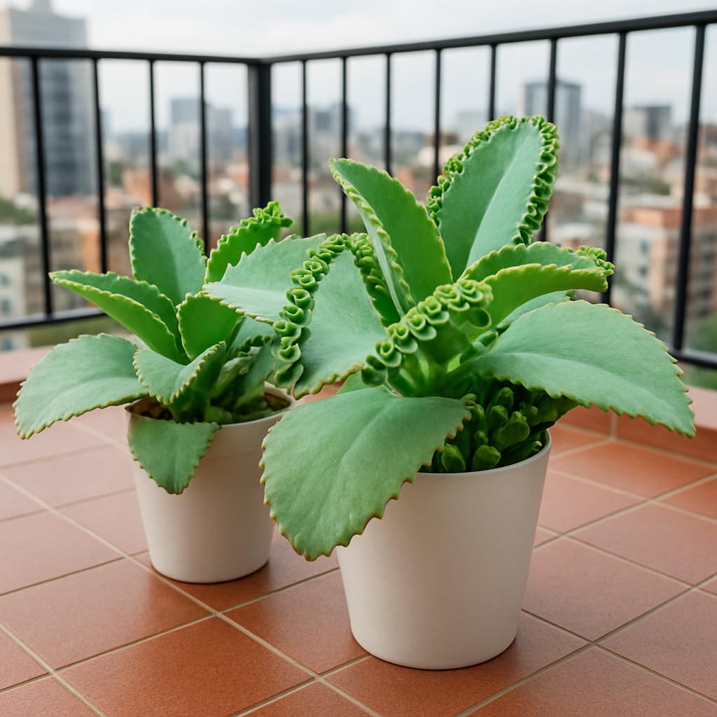 Bryophyllum Pinnatum Live Plant with Pot | Medicinal Succulent Indoor Outdoor Plant | Low Maintenance Air Purifying Plant-image-21