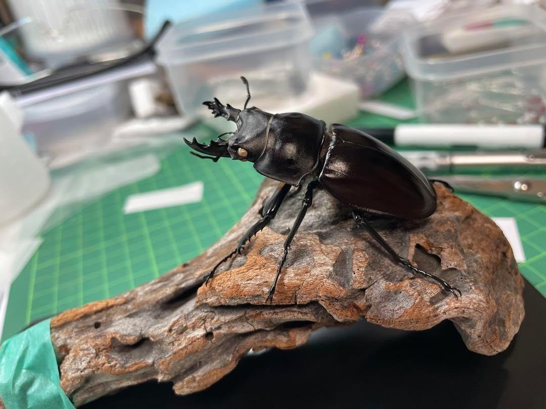 ヤエヤママルバネクワガタ標本♂5頭セット