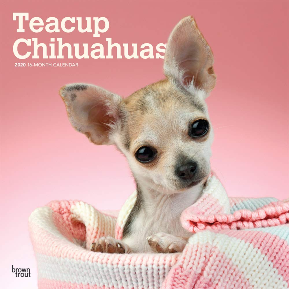 Teacup Chihuahuas 2020 12 x 12 Inch Monthly Square Wall Calendar, Animals Small Dog Breeds (English, Spanish and French Edition)