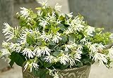 Jazz Hands Dwarf White Chinese Fringe Flower - 4' Pot - Loropetalem