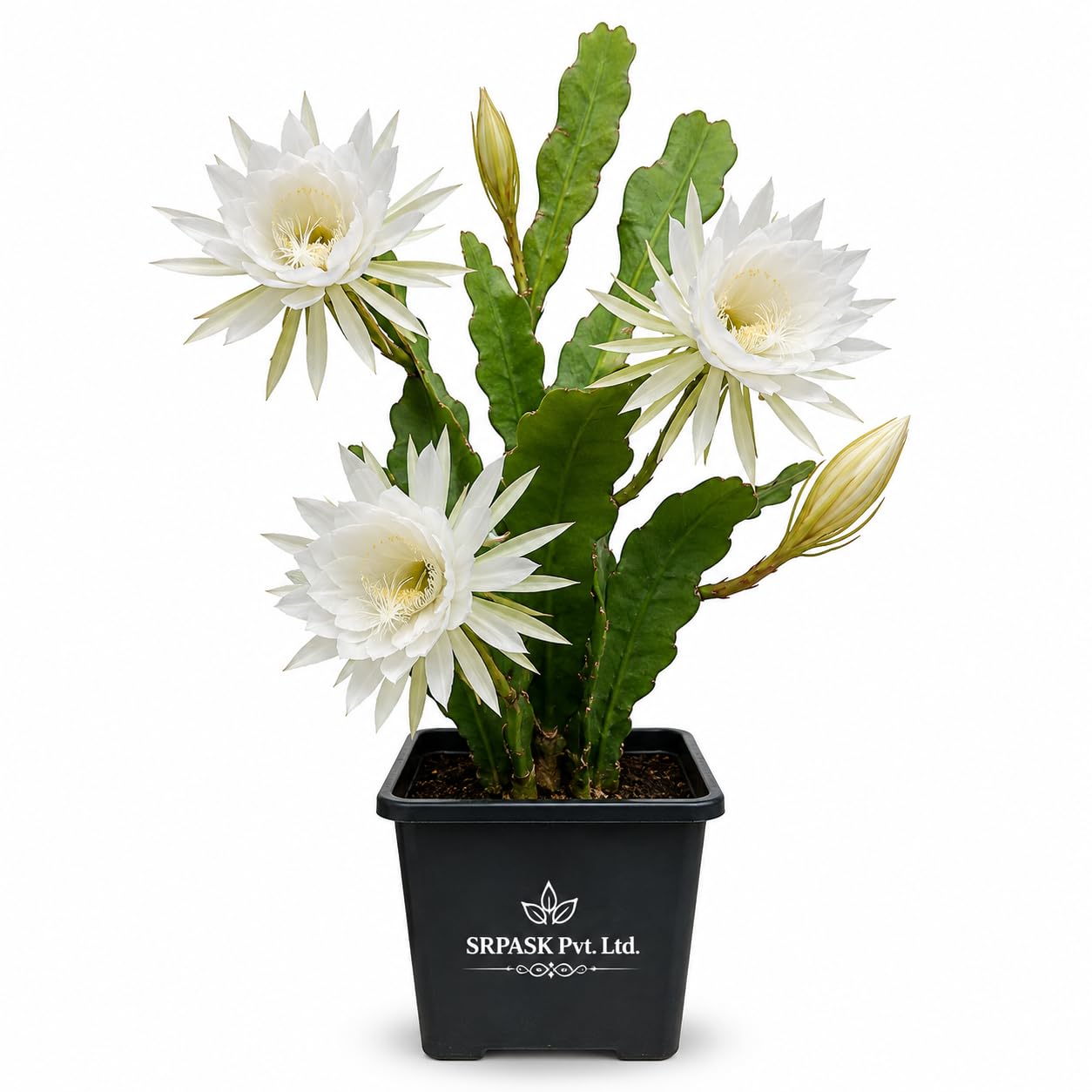 White Brahma Kamal Live Plant - Ideal For Indoor Outdoor Home, Balcony & Handling Busket, Terrace Garden-picture-25