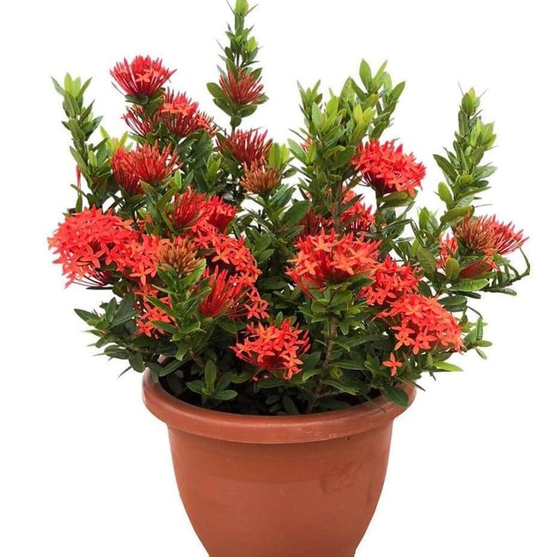 Beautiful Live All Time Red Rongon Flower Plant || For home garden flower outdoor indoor plant For Garden Pack of 2 (B0D2XB63KC) Amazon Price History, Amazon Price Tracker