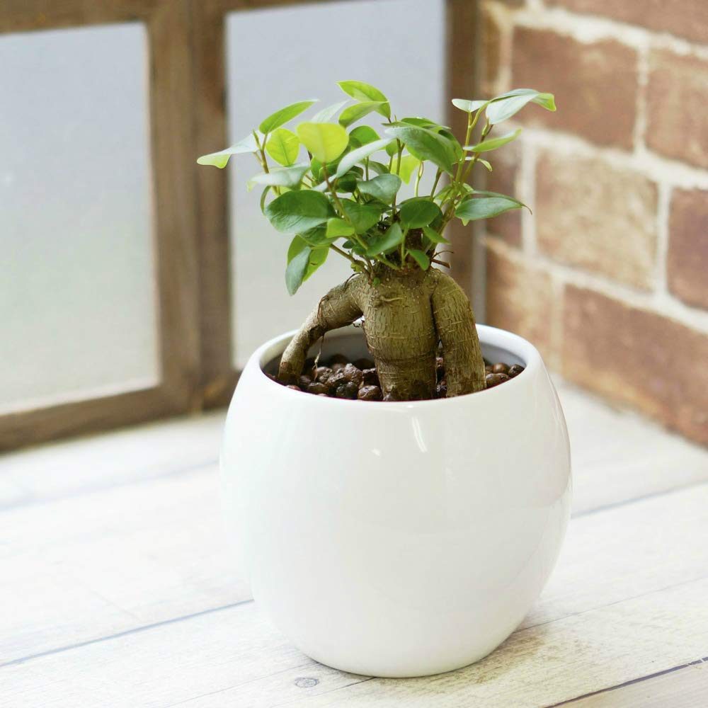 YTガジュマル Amazon｜ガジュマル がじゅまる 観葉植物 ミニ 本物 土を使わない 白